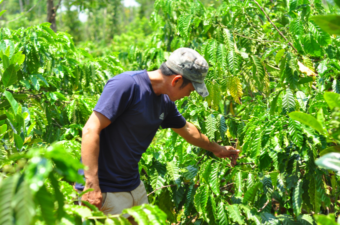The smart farming program will be an important boost for the coffee production of the Central Highlands to develop sustainably. Photo: Minh Hau.