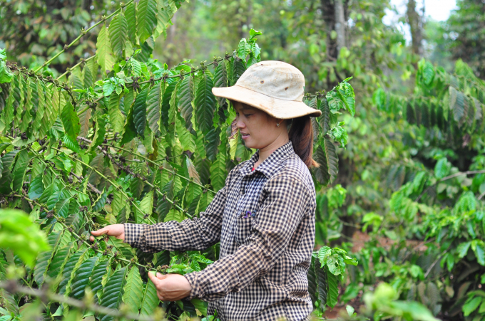 Sau 3 năm tái canh, vườn cà phê của chị Đào Thị Thu Hồng ở thôn 14, xã Eaktur, huyện Cư Kuin, Đăk Lăk cho thu hoạch. Ảnh: Minh Hậu.