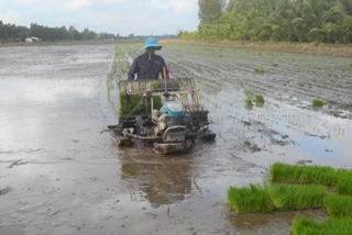 Ruộng cấy bằng máy tại HTX Phú Hòa (Kiên Giang) giúp giảm lượng giống gieo cấy chỉ còn 50 kg/ha. Ảnh: Trung Chánh.