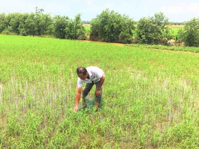 Ông Ngân Văn Phi, Giám đốc HTX Hưng Tân (Long An) thăm ruộng lúa trong dự án VnSAT làm theo quy trình VietGAP. Ảnh: Trung Chánh.