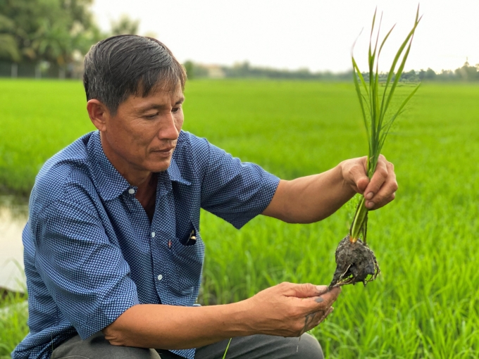 Ông Trịnh Công Minh, Chủ tịch Hội đồng Quản trị HTX An Bình thăm ruộng lúa vụ hè thu 2020 trong vùng dự án VnSAT hỗ trợ đầu tư hạ tầng. Ảnh: Trung Chánh.