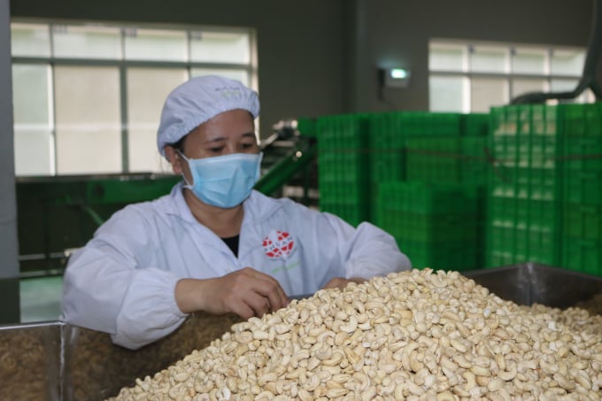 Production of cashew nuts in Vietnam.