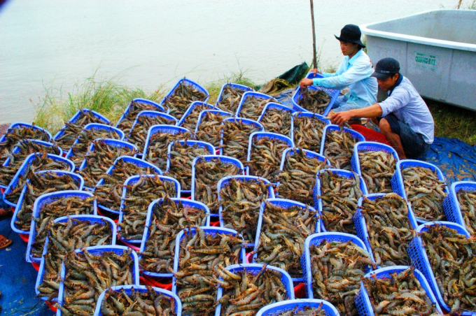 Vietnamese shrimps have many advantages to promote exportation to the UK thanks to UKVFTA.
