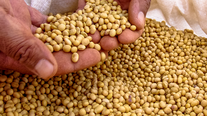 Soybean imports to Vietnam strongly increase