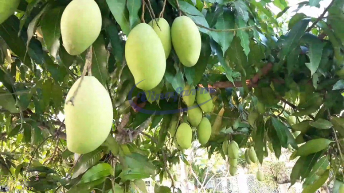 A mango garden in Vietnam. Photo: TL.