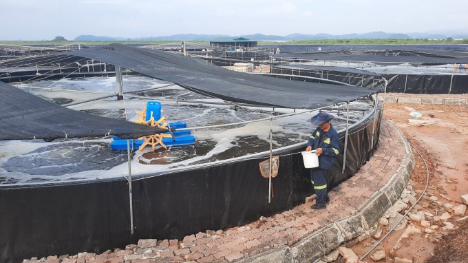 Up to now, there hasn’t been a thorough solution to treat the water environment in shrimp farming. Farmers mostly depend on experience and intuition. Photo: Anh Thang.