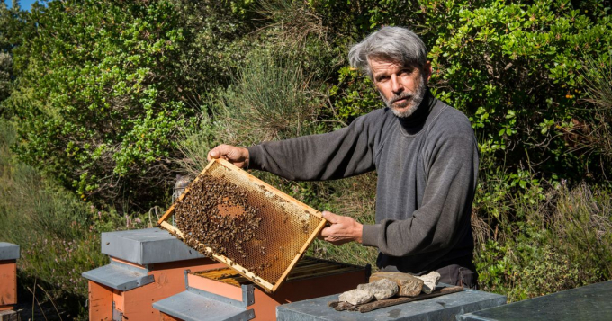Honey production in Europe plummeted in 2020 due to harsh weather