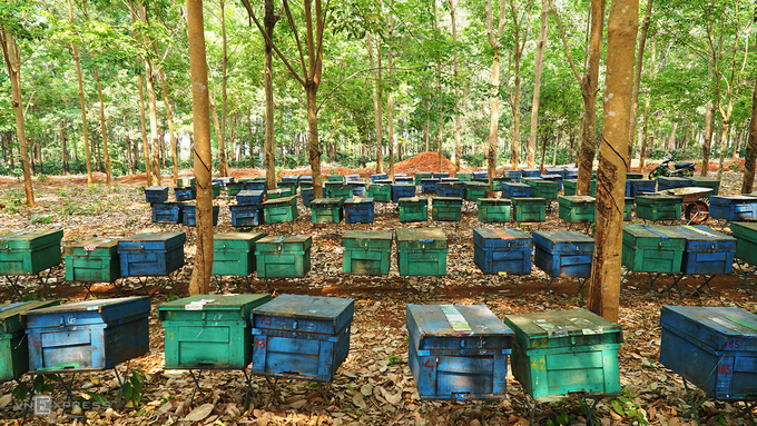 Beekeeping for honey in rubber forests in Vietnam