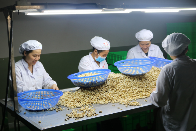 Processing cashew for export at a factory in Vietnam.