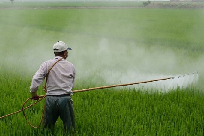Imported pesticides still increased sharply. Photo: TL.
