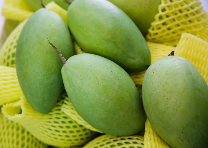Vietnamese mangoes imported into Korea increased strongly during the previous year. Photo: TL.