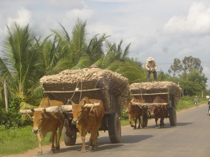 Cassava transportation in Tay Ninh, Vietnam.