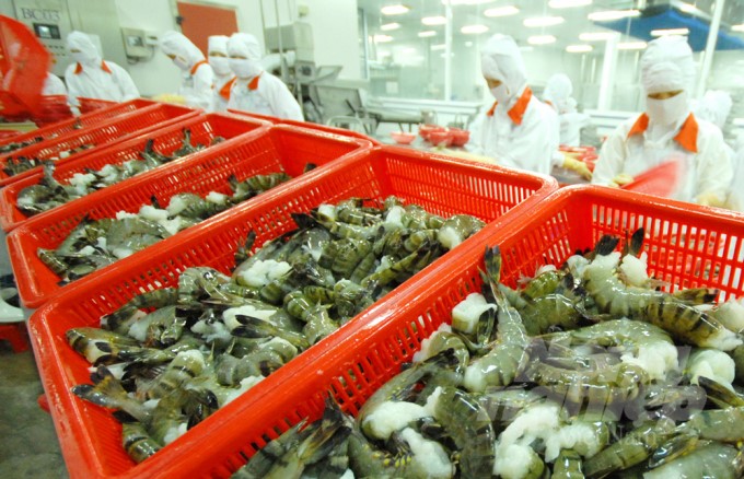 Processing shrimp products for exports in the Mekong Delta. Photo: LHV.