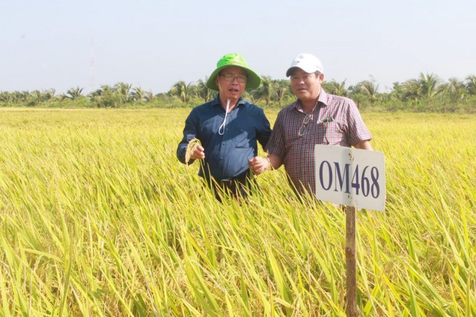 OM 468 rice variety in winter-spring crop 2020-2021, produced in the Mekong Delta, has reached 9-10 tons/ha in productivity (for rice harvested in the field). Photo: Thanh Binh.