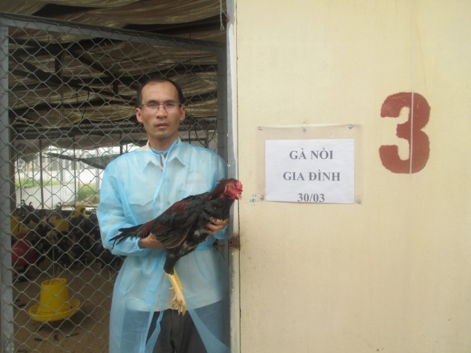 Dabaco cooperates with domestic and foreign experts to apply BLUP method in selecting and breeding color-feathered chickens. Photo: Nguyen Huan.