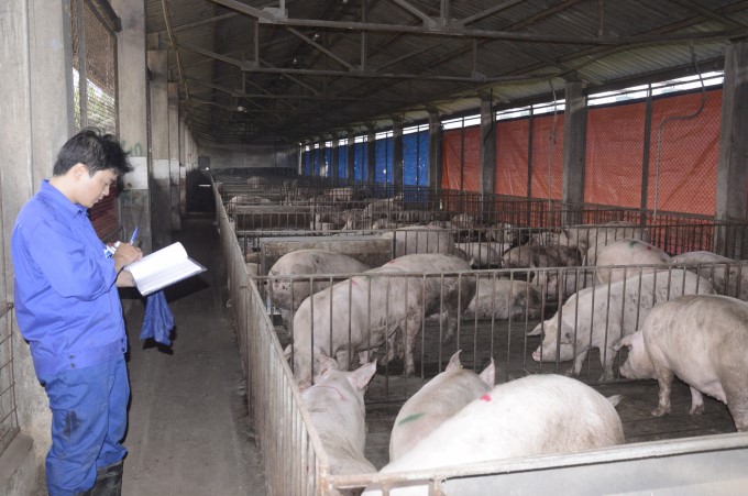 Thanks to the effective application of breed genetics, the productivity and yield of pig herds in Vietnam at the moment are getting closer to the level of advanced countries in the world. Photo: Minh Phuc.