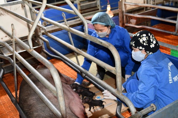 Taking care of sows at Thuy Phuong Pig Research Center. Photo: VCN.