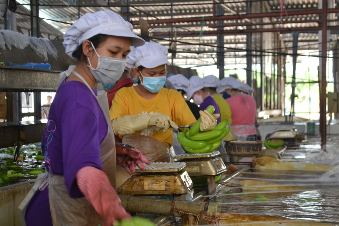 Banana processing before export packaging in Binh Duong, Vietnam