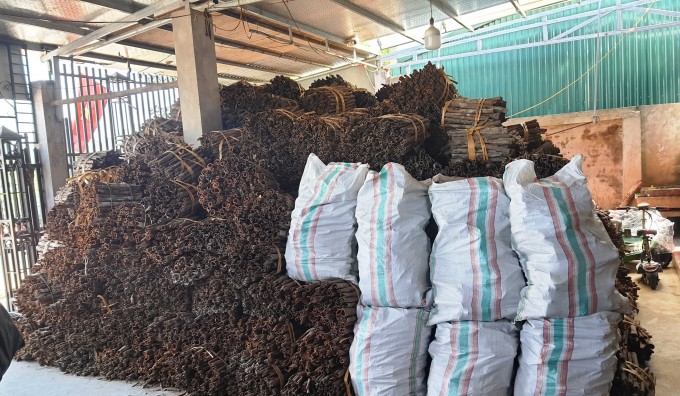 Purchasing cinnamon in Binh Lieu district (Quang Ninh). Photo: Quang Ninh Agricultural Extension Center.