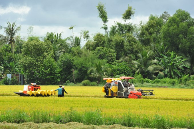 Cuu Long Delta produces about 25 million tons of rice annually, and exports more than half of it. Photo: Le Hoang Vu.