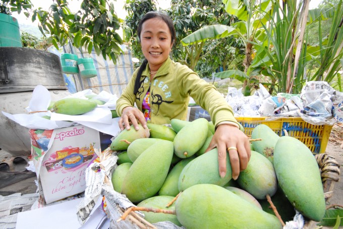 In reality, farmers gain much more profit from growing mango than other models. Photo: Le Hoang Vu.