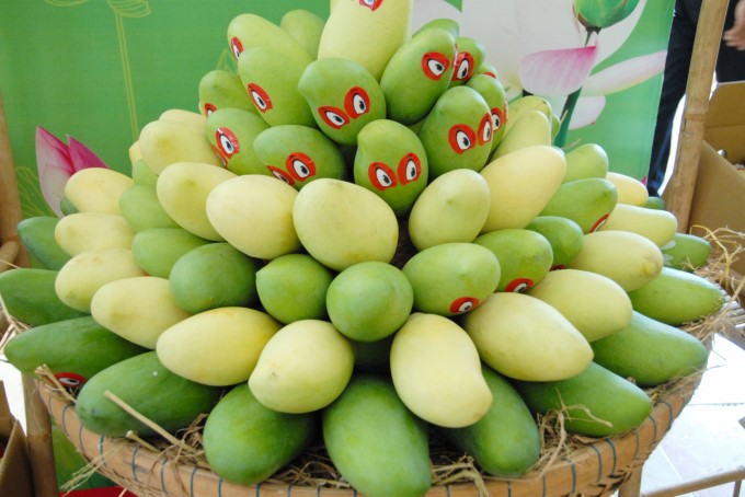 Not long ago, for the first time, the People's Committee of An Giang province announced to export mango in batches to the United States through Chanh Thu Fruit Import and Export Co., Ltd (Ben Tre). Photo: Le Hoang Vu.
