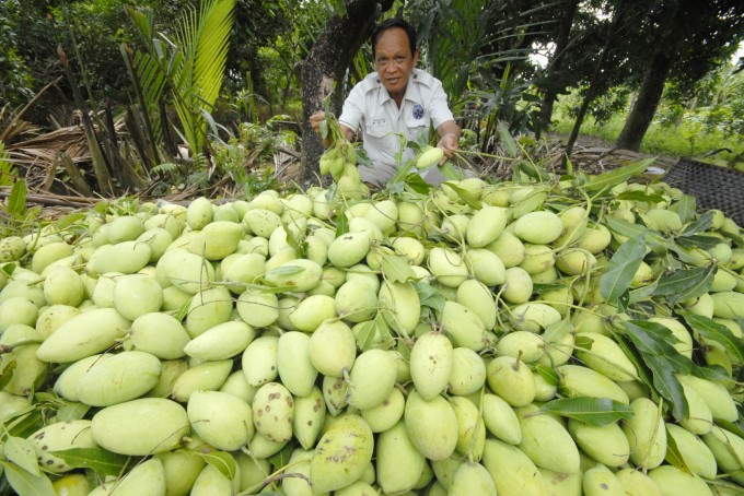 Vietnamese mangoes are currently exported to 40 markets around the world such as Europe, China, Korea, Japan, Australia, New Zealand... Photo: Le Hoang Vu.