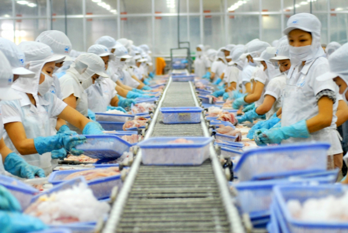 Processing tra fish for exports. Photo: Le Hoang Vu.