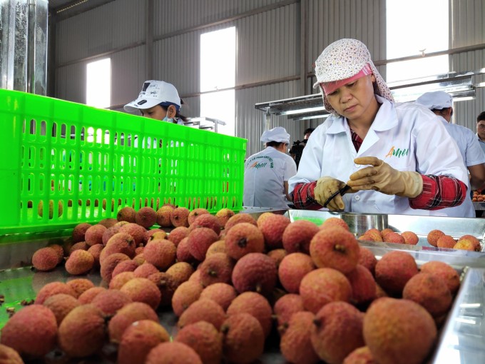 Hai Duong claimed that they have been urgently implementing many solutions for the consumption and export of lychee, especially during the complicated situation of the Covid-19 epidemic. Photo: Ke Toai.