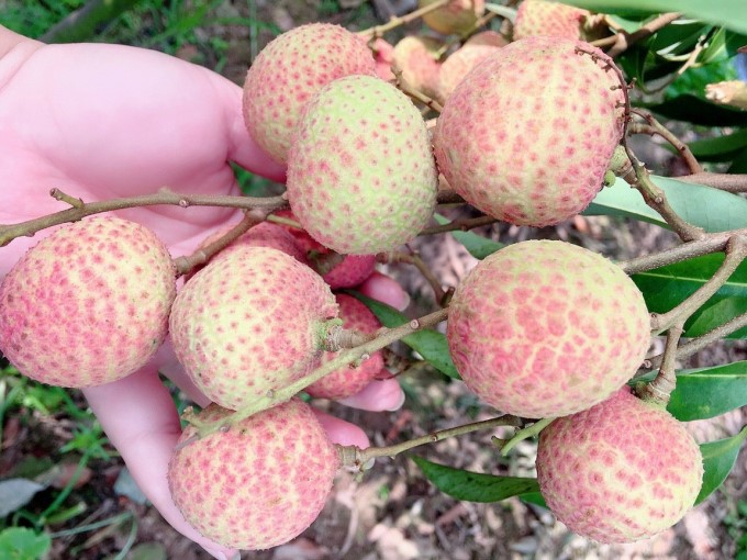 At this point, some areas of early lychee are being harvested. It is expected that this year Hai Duong lychee will have a good crop. Photo: Nguyen Kiem.