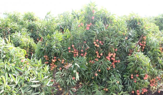 In 2021, Thieu lychee in Bac Giang is considered to have a good crop and may be sold for a good price. Photo: BGGOV.