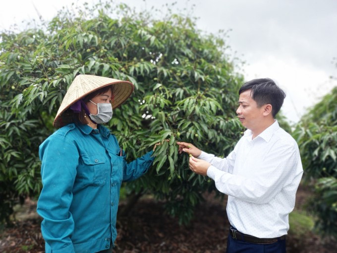 47 lychee growing area codes in Thanh Ha and Chi Linh city (Hai Duong) with nearly 8,000 hectares have ensured the conditions for export to the Chinese market. Photo: Thanh Van.