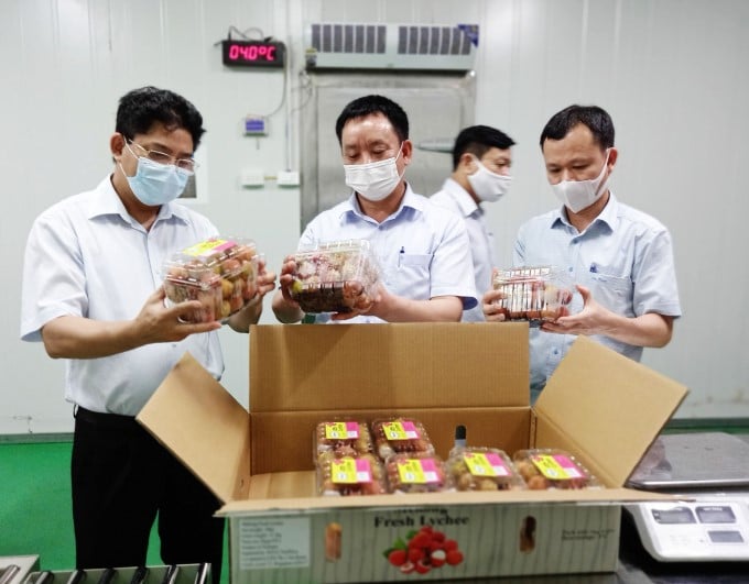 Leaders of Hai Duong DARD inspect the packaging process, fumigation facilities to prepare to export lychee to the Japan market in the next harvest. Photo: Thanh Van.