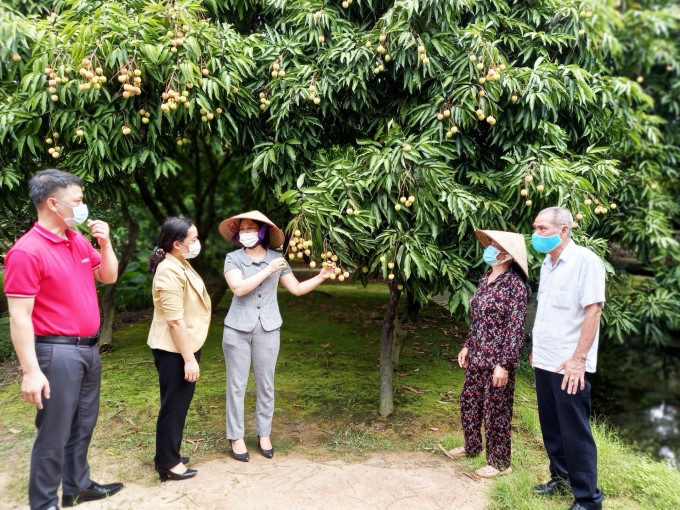 Hai Duong Plantation and Plant Protection Sub-Department are regularly assigned to strictly inspect, supervise and implement regulations on building lychee growing areas to meet export requirements. Photo: Thanh Van.