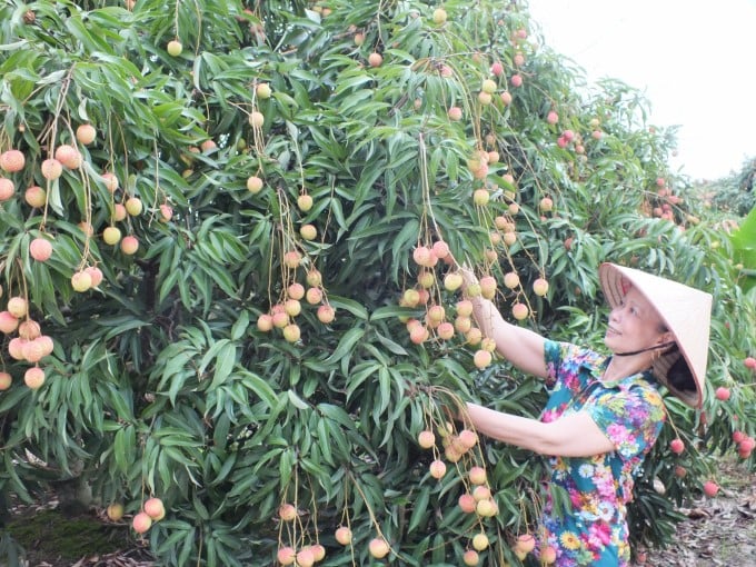This is the year when Thieu lychee Hai Duong has a good crop. Photo: Le Ben.