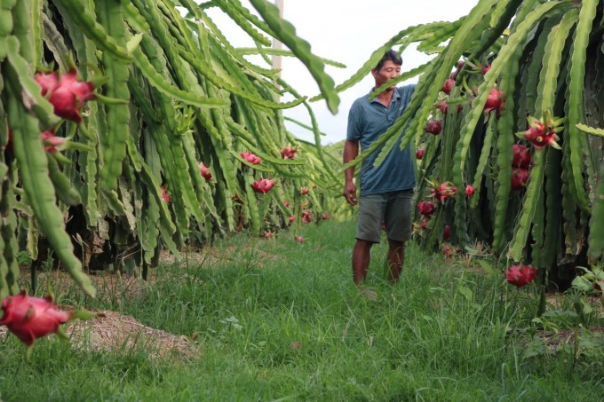 Binh Thuan province has determined that dragon fruit is the main local crop. Photo: KS.