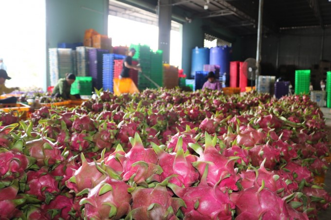 Currently, Binh Thuan dragon fruit has not developed sustainably, having unstable output and price. Photo: LK.