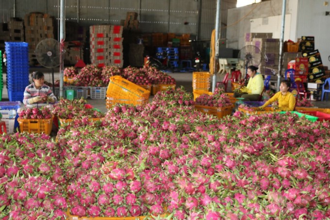 Binh Thuan's agricultural sector will promote solutions to improve the quality of dragon fruit in response to domestic and export markets. Photo: KS.