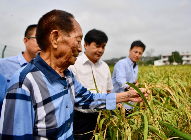 Prof. Yuan Longping only had two dreams. Firstly, the hybrid rice attains higher and higher yield to increase production per area unit, and secondly, hybrid rice is grown on 50% of the world’s rice area.