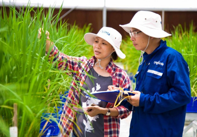 The science of hybrid rice has been developing in the direction of applying gene and genome technology to create the third generation of hybrid rice
