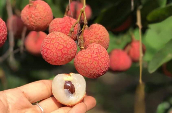 Thieu lychee Luc Ngan, Bac Giang