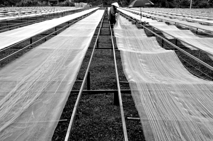 Automatic glass noodles drying lessens the effects of the weather. Photo: Dong Van Thuong.