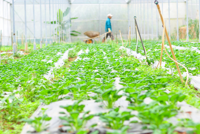 Vegetables are Lam Dong's strongpoint which can be grown organically. Photo: Minh Hau.