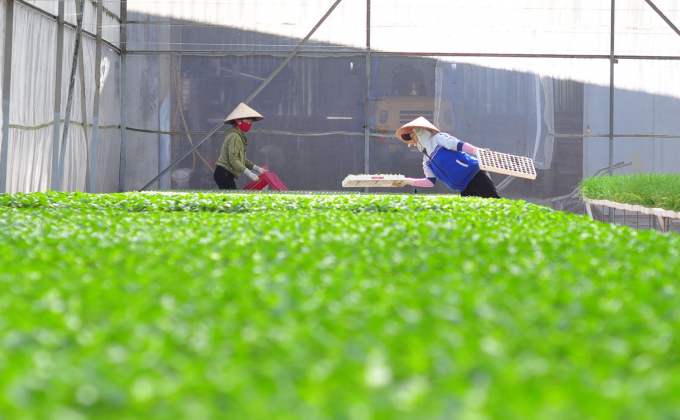 Lam Dong province is developing a scheme to develop organic agriculture. Photo: Minh Hau.