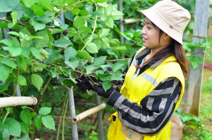 Lam Dong province has promulgated 17 processes for the production of key products. Photo: Minh Hau.