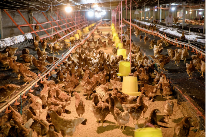 First Nam Huong’s cage-free barn. Photo: Nam Huong