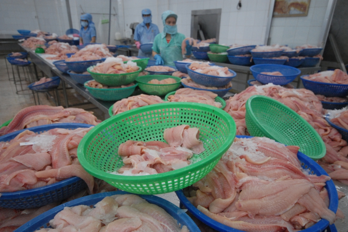Tra fish processing for export in Cuu Long Delta