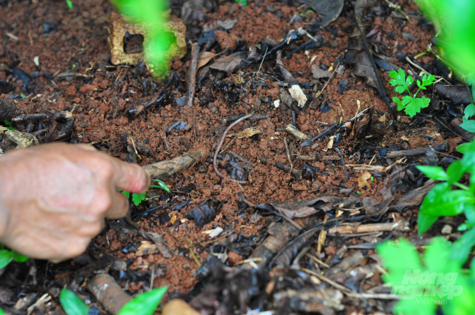 Applying the organic production process makes the garden floor porous, worms, crickets and many kinds of insects proliferate. Photo: Minh Hau.