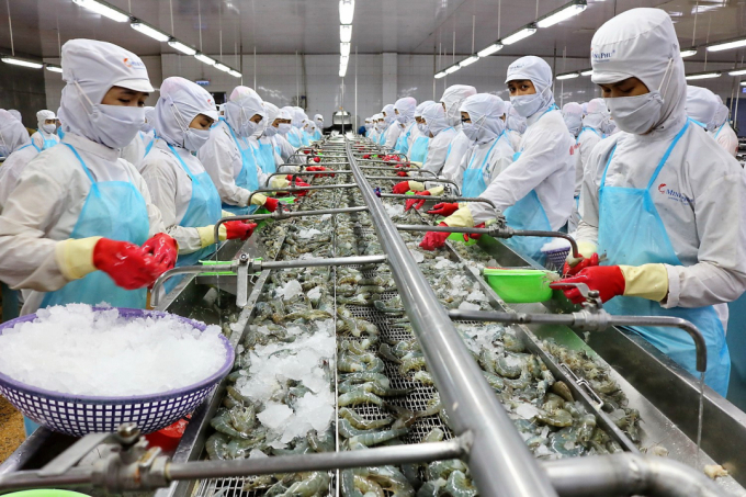 Processing shrimp for export.