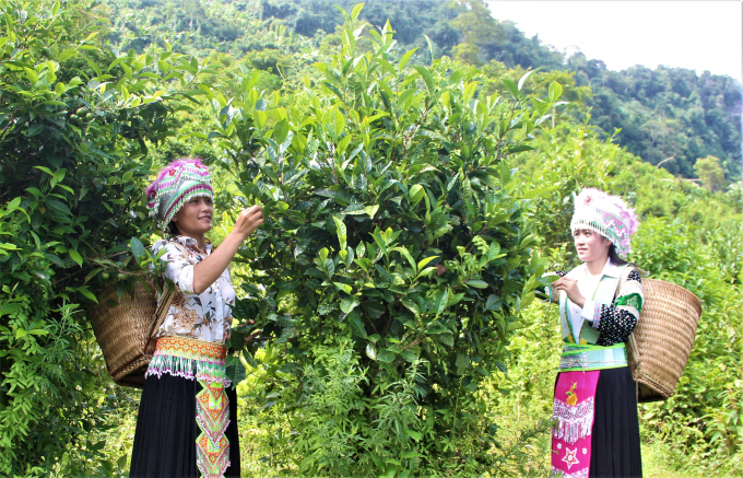 Snow Shan tea in Hong Thai commune is a proud organic agricultural product of the people of Tuyen Quang.